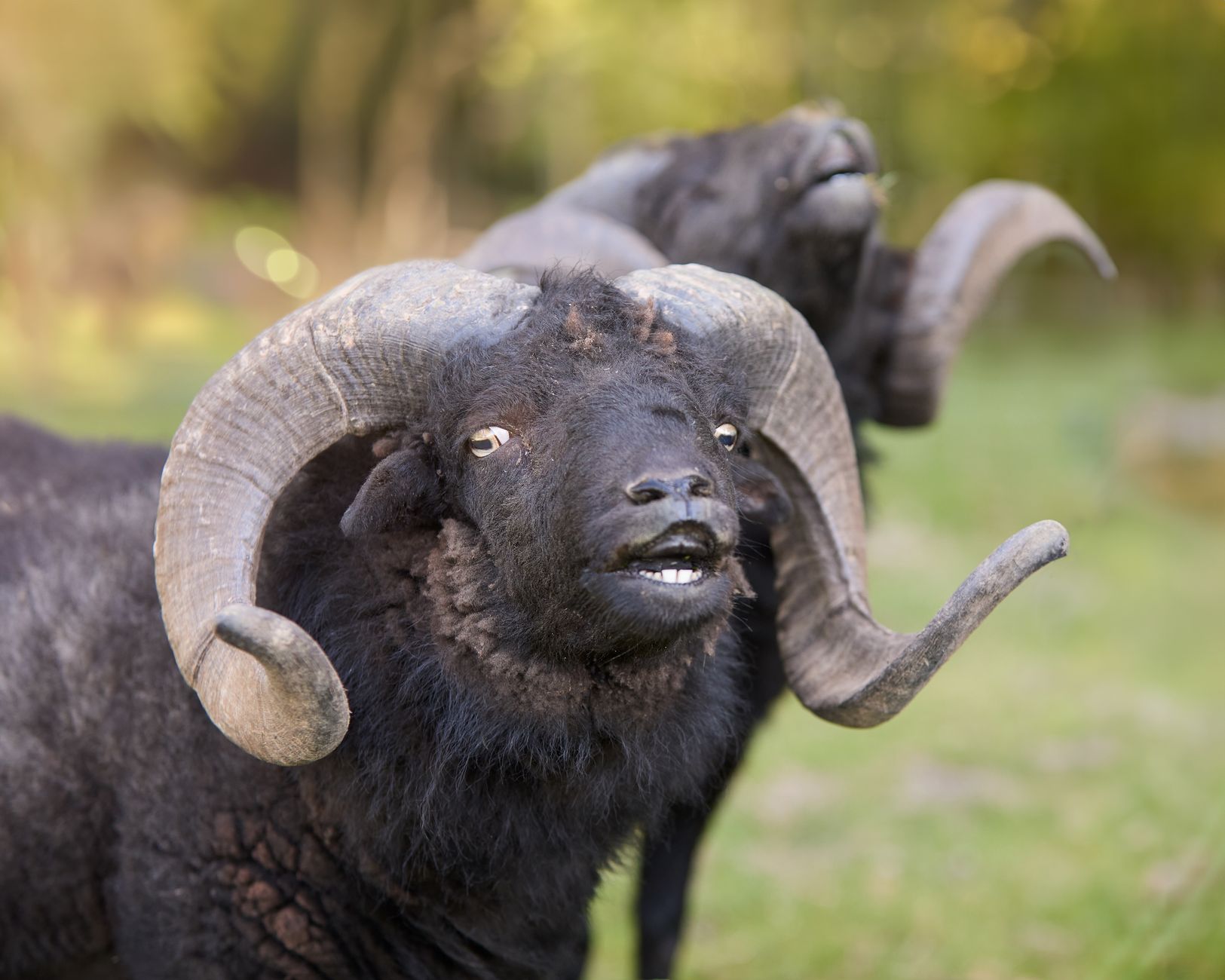 Close-up of two Ouessant rams with comical expressions in a natural setting.