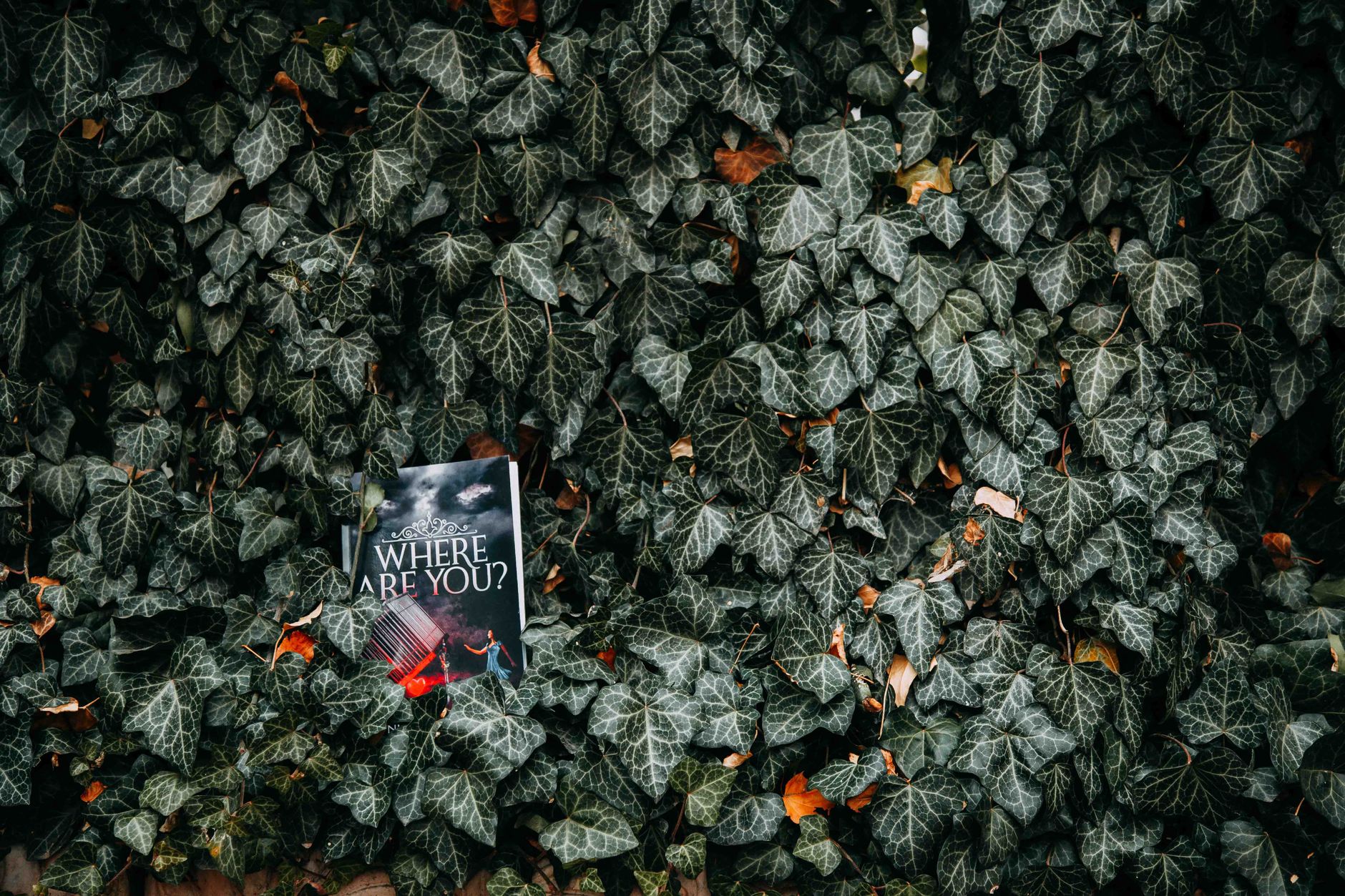 A novel titled 'Where Are You?' rests among dense ivy leaves in an outdoor setting, evoking mystery.