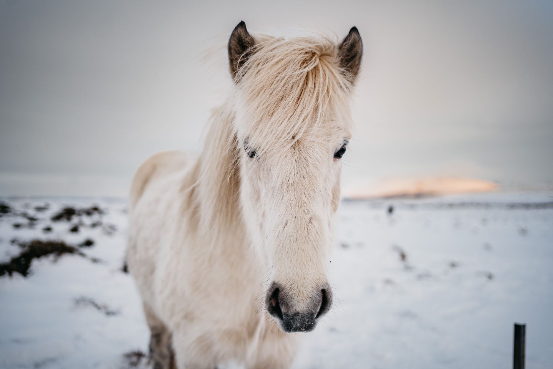 Captivating image of a white horse in a snowy field, conveying serenity and nature's beauty.