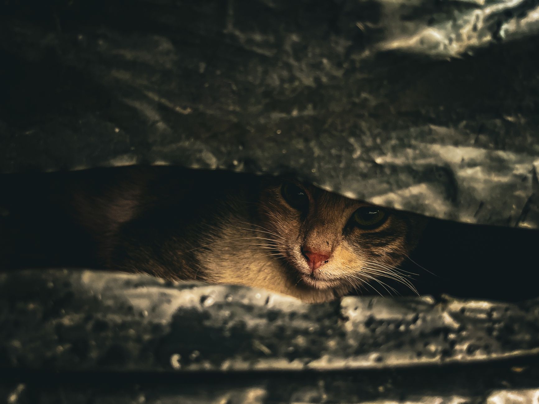 A cat's eyes gleam through a dark opening, creating a mysterious and captivating image.