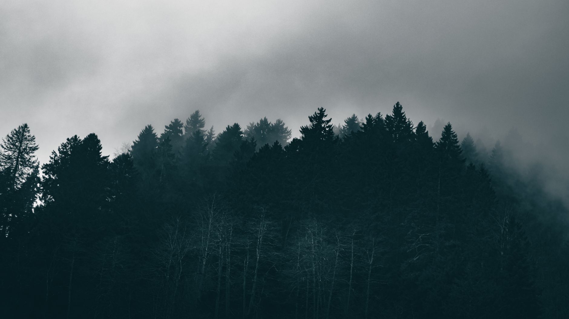 A dark, mist-covered forest landscape creating an eerie, mysterious mood.